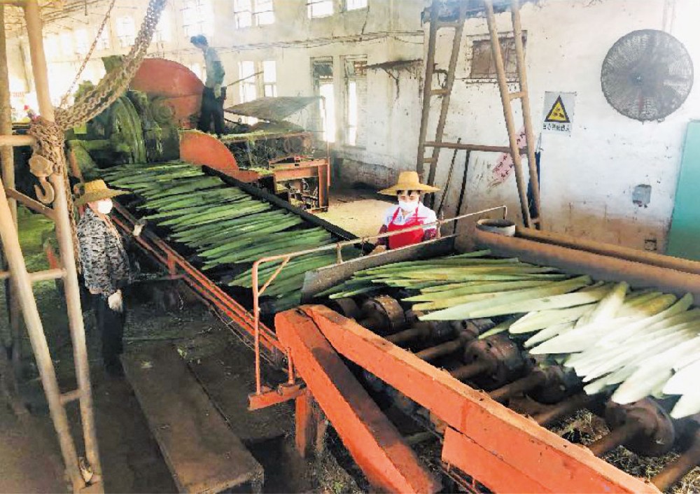 剑麻刮麻机_刮麻机_自动麻刮麻机_剑麻刮麻设备_剑麻纤维刮麻机_剑麻刮麻机_刮麻生产线_纤维提取加工设备_剑麻加工设备